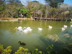 -南沙水鸟世界生态园