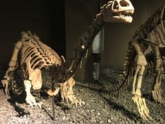 -世界恐龙谷景区