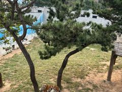 -西霞口神雕山野生动物世界