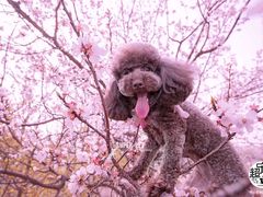-超宠爱宠物摄影-Super pet