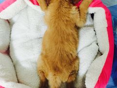 -佳怡动物医院·平价24小时·猫专科骨外科