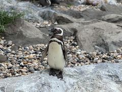-上海野生动物园