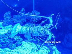 -迪拜水族馆及水下动物园