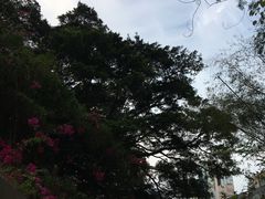 -九龙公园