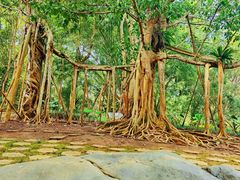 -中国科学院西双版纳热带植物园