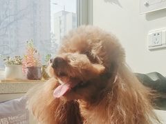 -美联众合动物医院·24h京西诊疗中心