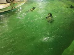 -北戴河圣蓝海洋公园