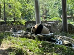 -都江堰中华大熊猫苑