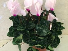 iphone_upload_pic-妃比花艺(光启城时尚购物中心店)