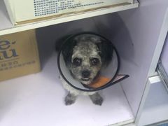 -宠颐生宠物医院外科·内科·皮肤科·影像科(石龙店)