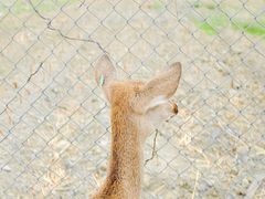 -鹿境梅花鹿生态园区