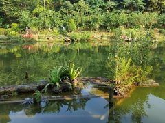 -深圳仙湖植物园
