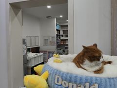 -四月宠物医院·猫专科·心脏专科·内科(转塘店)