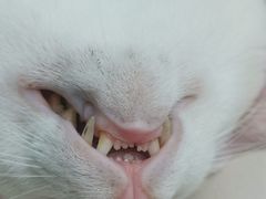 -飞行喵MR PILOT|猫舍·猫咖(静安大融城店)