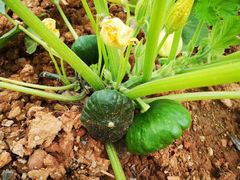 -中国天府农业博览园