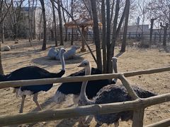 -大连森林动物园