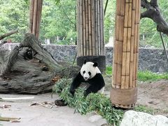 -都江堰中华大熊猫苑