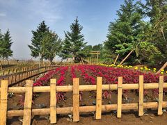 北纬44度·金珠花海景区-北纬44度·金珠花海休闲农业旅游景区