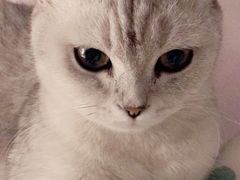-芭比堂动物医院·犬猫全科·异宠专科(雁塔分院)