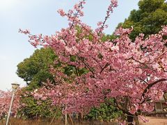 -顾村公园