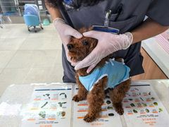 -北京派仕佳德动物医院·超导核磁·CT·神经科·骨科·内外科·急重症管理中心