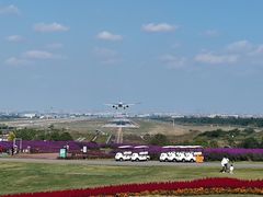 -空港花田景区
