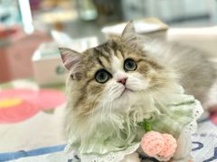 -momokira米努特·德文卷毛猫·棉花面纱犬