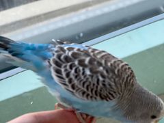 -怪兽屋·羊驼·猫咖·狗咖(俊华广场店)