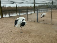 -盐城丹顶鹤湿地生态旅游区