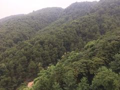 -铁山坪森林公园