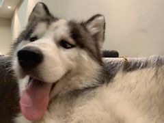 -米纸越南小馆(金鹰世界店)