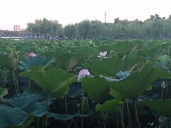 -长春市南湖公园