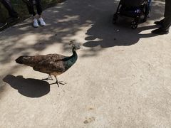 -北京麋鹿生态实验中心
