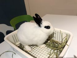 -Moni星球萌宠·小马宝莉·灵蛇·高端高阶全萌宠互动体验俱乐部(红豆国际广场店)