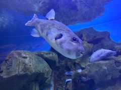 -芜湖新华联大白鲸海洋公园