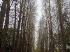 -上海滨江森林公园