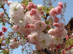 -西安青龙寺遗址景区