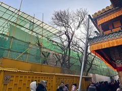 -塔尔寺-菩提树