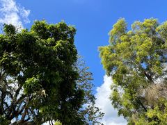 -深圳仙湖植物园