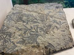 -辽宁古生物博物馆