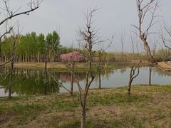 -东郊湿地公园
