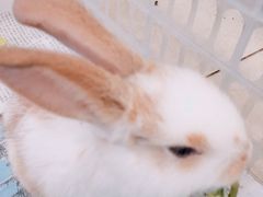 -瑞派·关忠动物医院·异宠专科·犬猫肿瘤·皮肤专科(望京店)