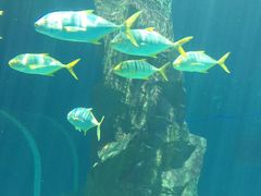 -北戴河圣蓝海洋公园