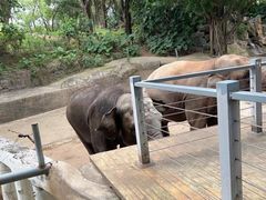 -深圳野生动物园