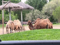 -北京野生动物园