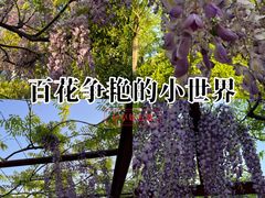 -嘉定紫藤园