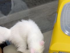 -瑞派康怡24h宠物医院·犬猫医疗中心·微创绝育(瑞景分院)