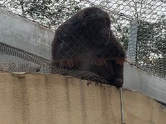 -合肥野生动物园