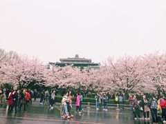 -武汉大学-樱园