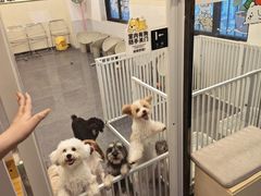-有喵·猫咖·狗咖·30几只猫10只小狗(岗厦店)